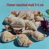 Conch Shells & Starfish for Hermit Crabs: Aquarium Decor & Drift Bottle Accessories