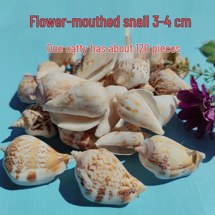 Conch Shells & Starfish for Hermit Crabs: Aquarium Decor & Drift Bottle Accessories