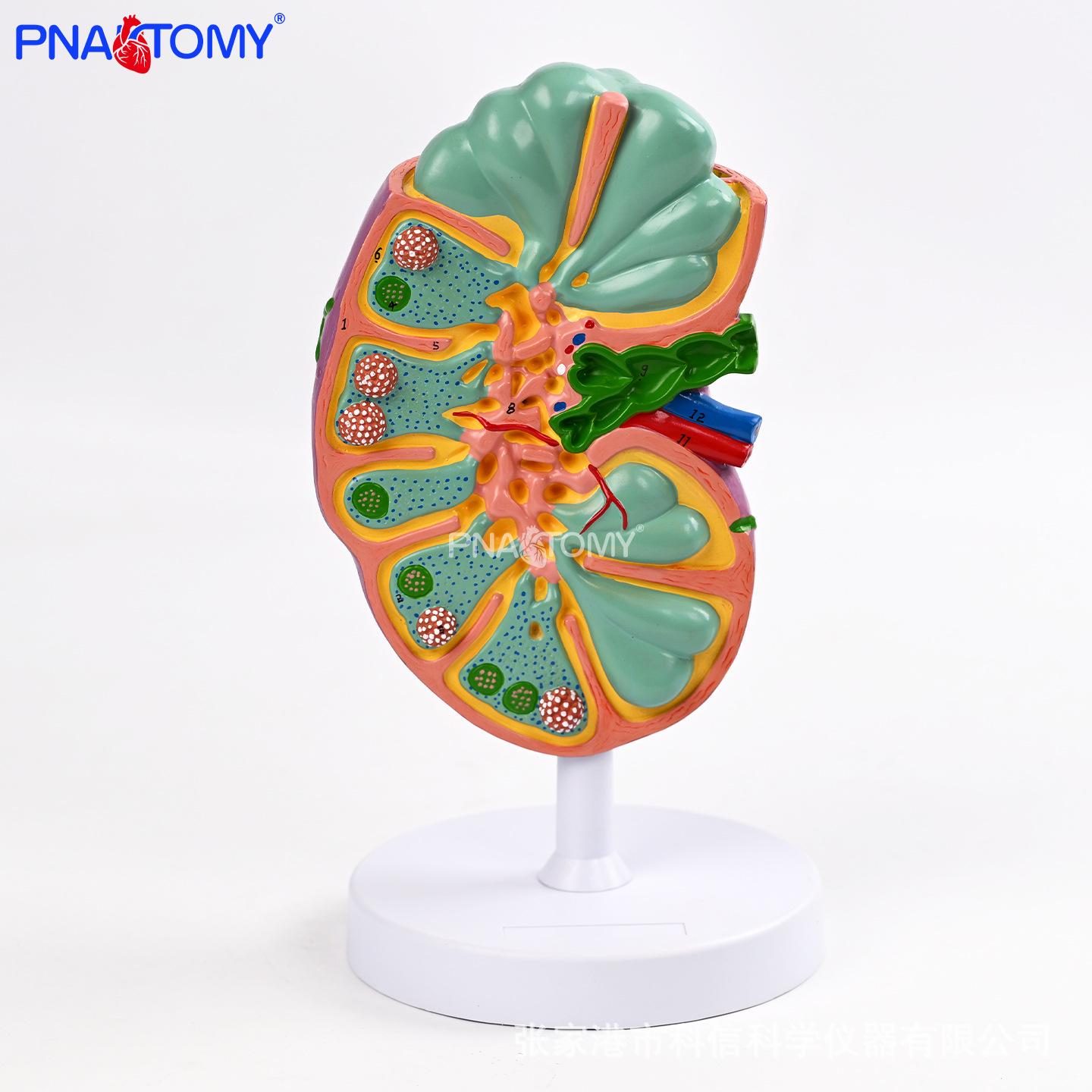 Human Lymph Node System and Vessel Model - Medical Teaching Aid for Doctor-Patient Interaction in Immunology PNT-0462B