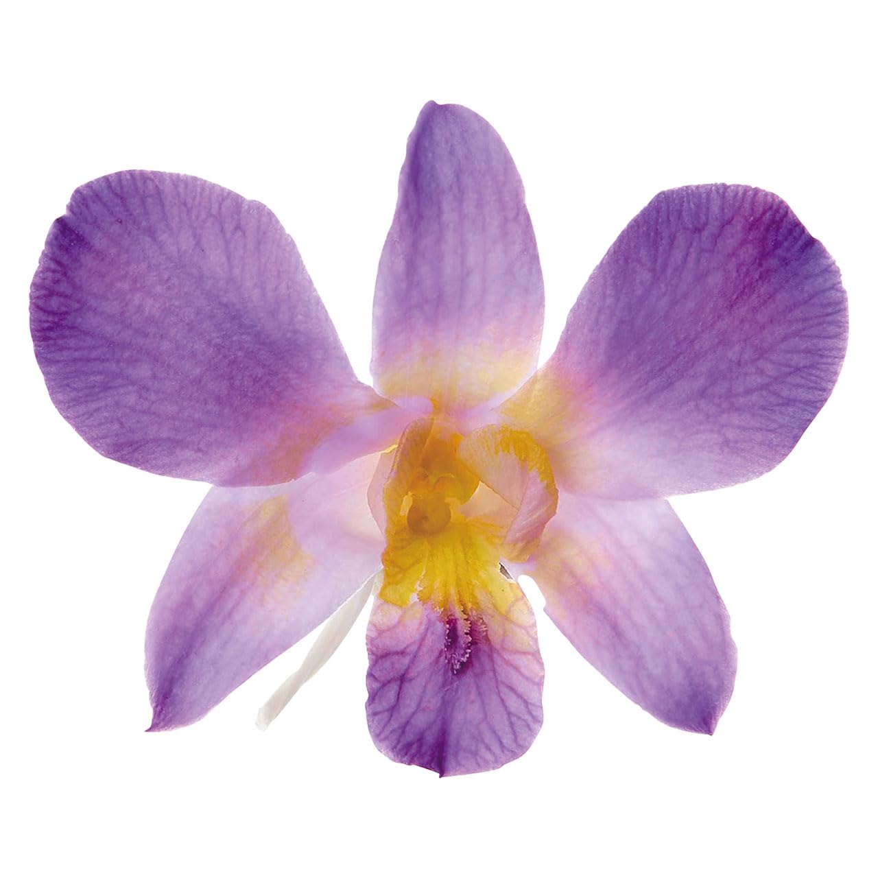 

Daichi Farm Preserved Flowers: Dendrobium Sonia, approx. 3.5-6cm, 6 blooms (DO002395-400)