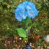 Fairy Hydrangea Light, LED Solar Powered Outdoor Garden Stake Lights  Artificial Hydrangea Flower Light for Path Yard Walkway Patio