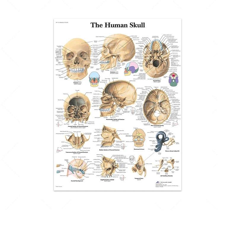 Science Wall Art Muscle System Human Anatomy Diagram Medical Education Supplies HD Oil On Canvas Posters And Prints Home Decor