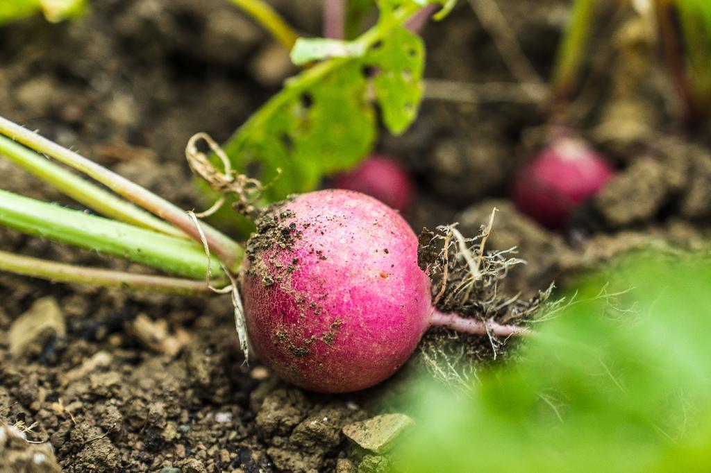 SAFLAX Garden In the Bag - Organic - Radish - Cherry Bell - 100 Seeds - With Substrate In a Fitting Stand Up Bag - Raphanus Sativus