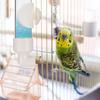 Automatic Bird Water Dispenser Durable Splash Proof Feeder for Parakeets Parrots Birds Bird Water Dispenser Birds Supplies
