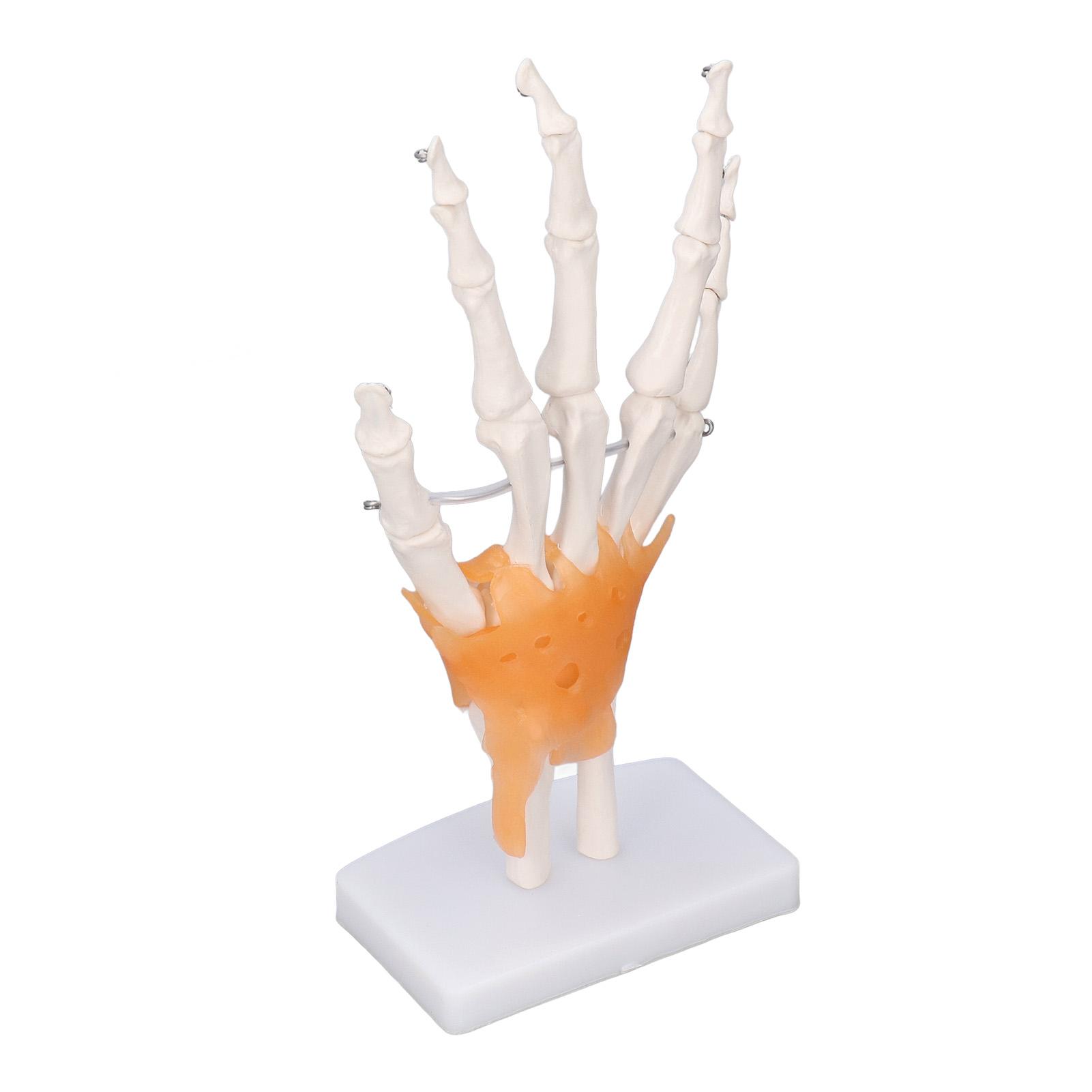 

Hand Skeleton Model Life Size PVC On Base with Joints Tool for Learning Teaching