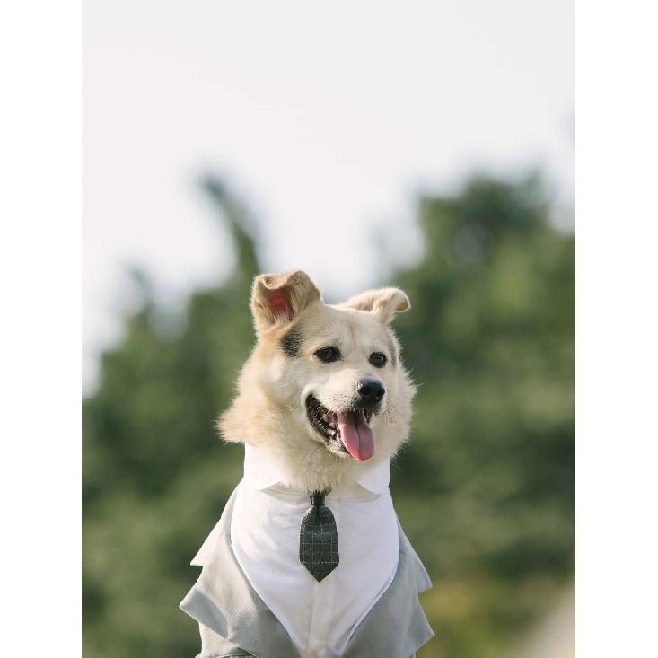 Elegant Pet Dog Suit Coat Puppy Wedding Suit Fake Two Pieces Cute Puppy Suit with Tie Dog Costume for Small Medium Large Dogs