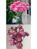 Carnation Fresh Cut Flowers for Teacher's Day, Women's Day, Family Arrangements, and Goddess Day Gifts.