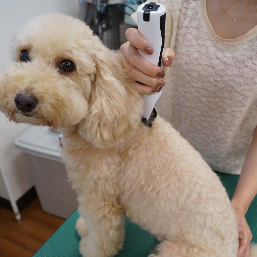 Doggyman Home Barber Expert Style 5W
