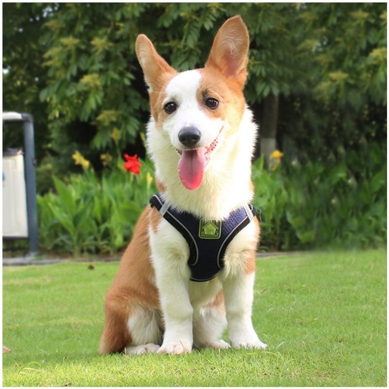Breathable Mesh Reflective Dog Harness with Matching Traction Rope Adjustable Vest Chest Strap for Small Puppies Teddy Bichon Walking Supplies