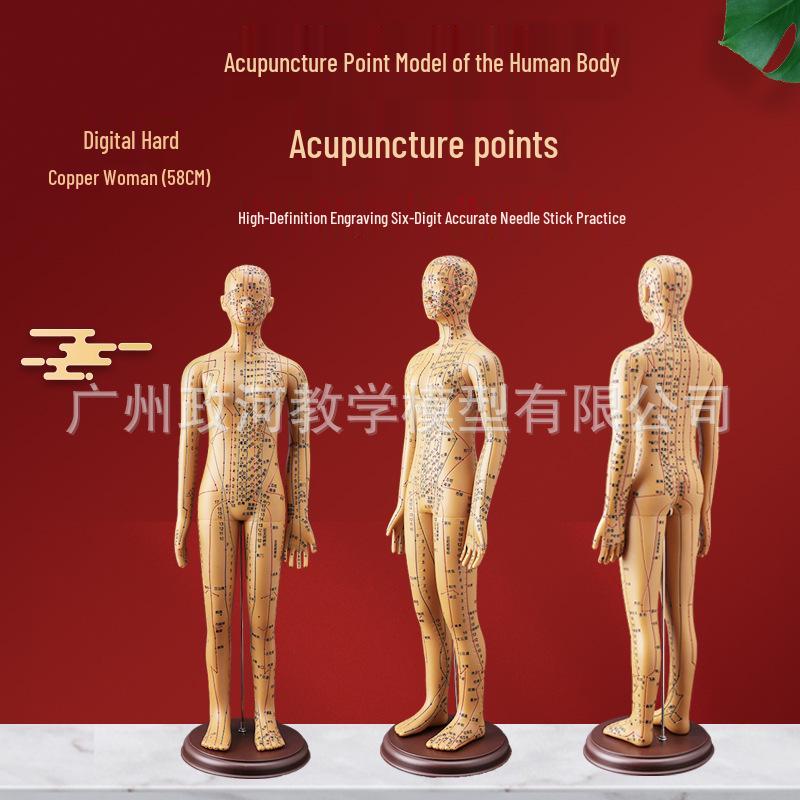 60cm Full Body Human Acupuncture Model - Traditional Chinese Medicine Meridian and Acupoint Copper Man with Digital Positioning 60 cm