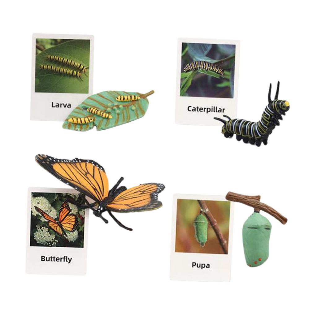 Animal Figurines Set for Biology Education And Party Gifts