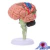 4DMaster 4D Human Anatomy Model Brain Structure Medical Puzzle Assembly Model for Education