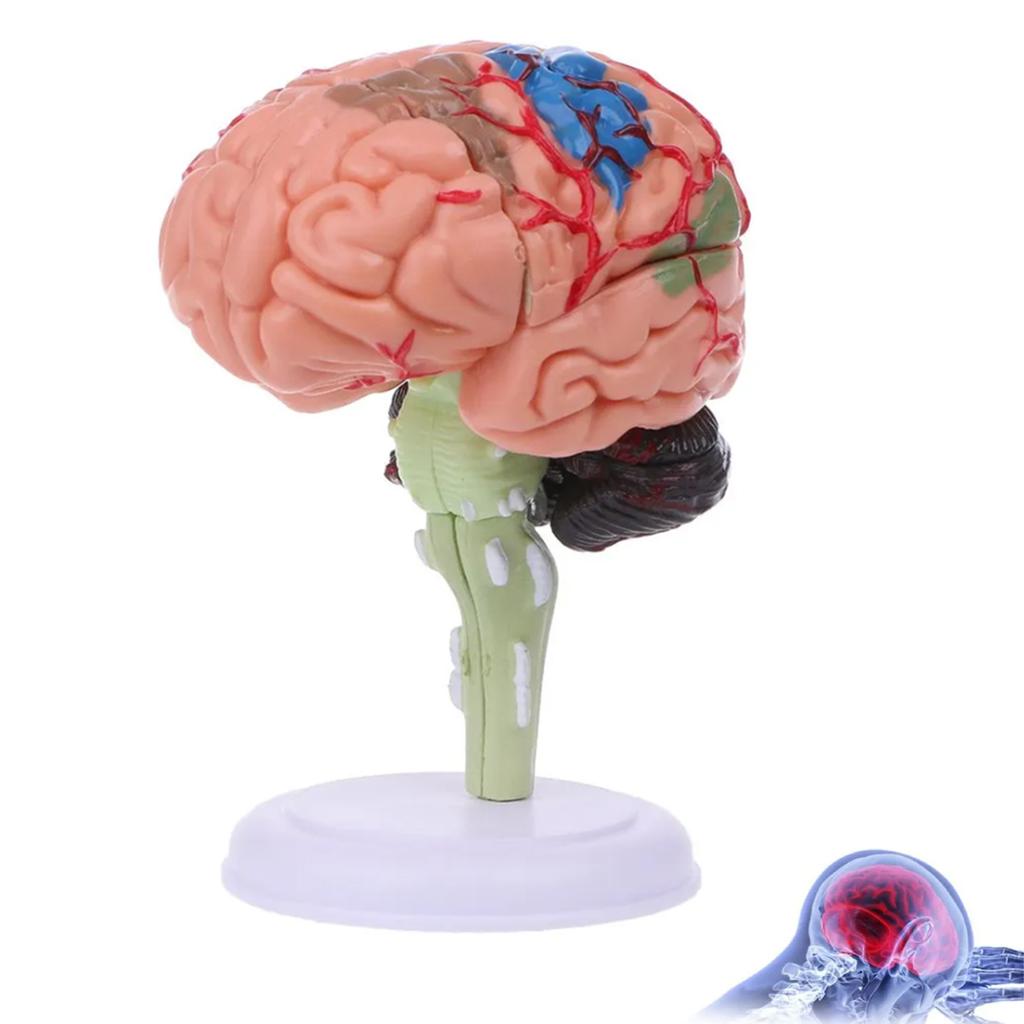 4DMaster 4D Human Anatomy Model Brain Structure Medical Puzzle Assembly Model for Education