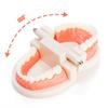 6 Packs Dental Teeth Model, Dental Demonstration Model for Study, Standard Teeth Models, Plastic Mouth Model, Fake Mouth for Teaching, Dentist