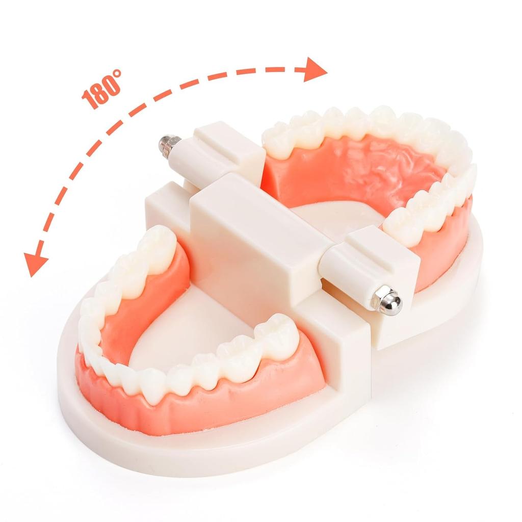 6 Packs Dental Teeth Model, Dental Demonstration Model for Study, Standard Teeth Models, Plastic Mouth Model, Fake Mouth for Teaching, Dentist