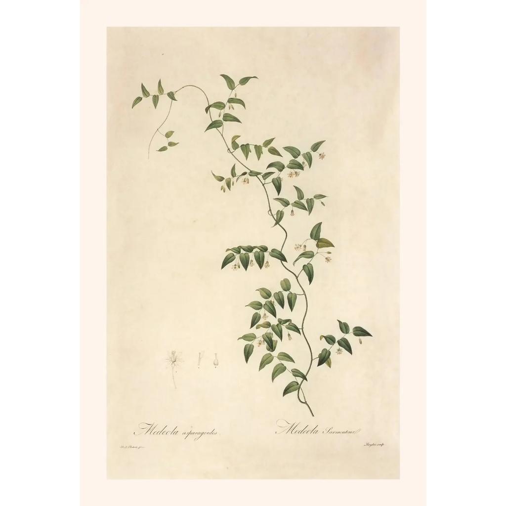 Pósters y Grabados Botánicos Vintage Color Melocotón Lirio de Barbados Crinum Pintura sobre Lienzo Arte de Pared Imagen para Decoración de Habitación Oficina