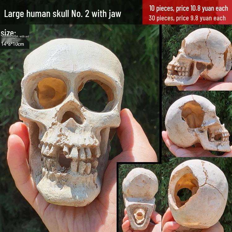 Akril Hüllőtenyésztő Doboz Dekoratív Koponyával