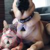 Rechargeable Portable Ultrasonic Pest Repellent Mini Pet Deworming Pendant  Summer