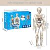 Children's Human Body Model Educational Toy - Skeleton and Torso Assembly for Early Science Learning