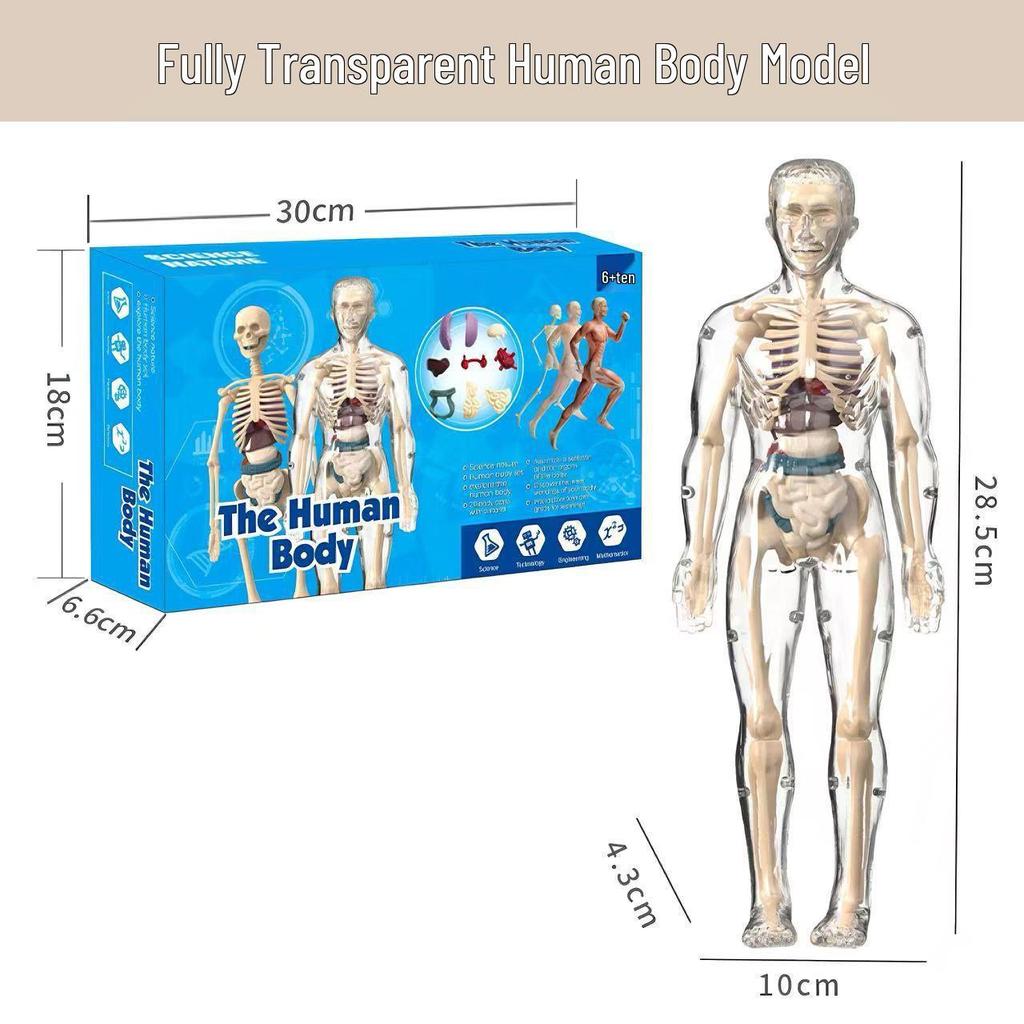 Children's Human Body Model Educational Toy - Skeleton and Torso Assembly for Early Science Learning