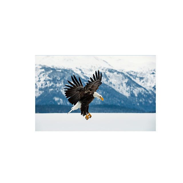 Eagle Flying In The Sky Lerretsmaling Nordic Posters and Prints Wall Art Pictures for Cuadros Living Room Home Decor No Frame