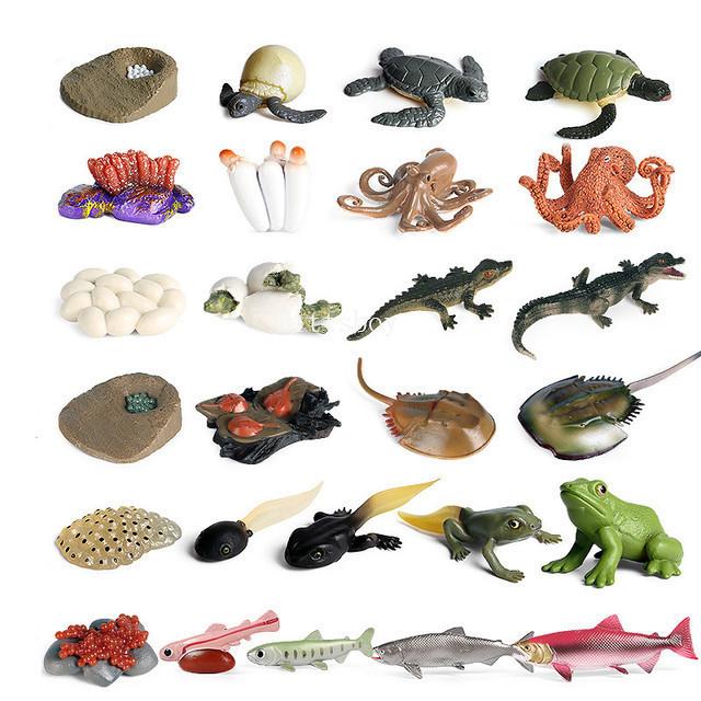 

Montessori life cycle le cycle de vie English Placa De Video Frog Butterfly Seeds Cyclus Bij Ant teaching aids Educationals Toys