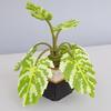 Kawada Parlor Premier Monstera 80-57234