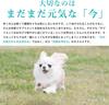 Cordy M 30g Immune Supplement for Dogs and Cats, Made in Japan with Cordyceps Sinensis, Includes Leaflet