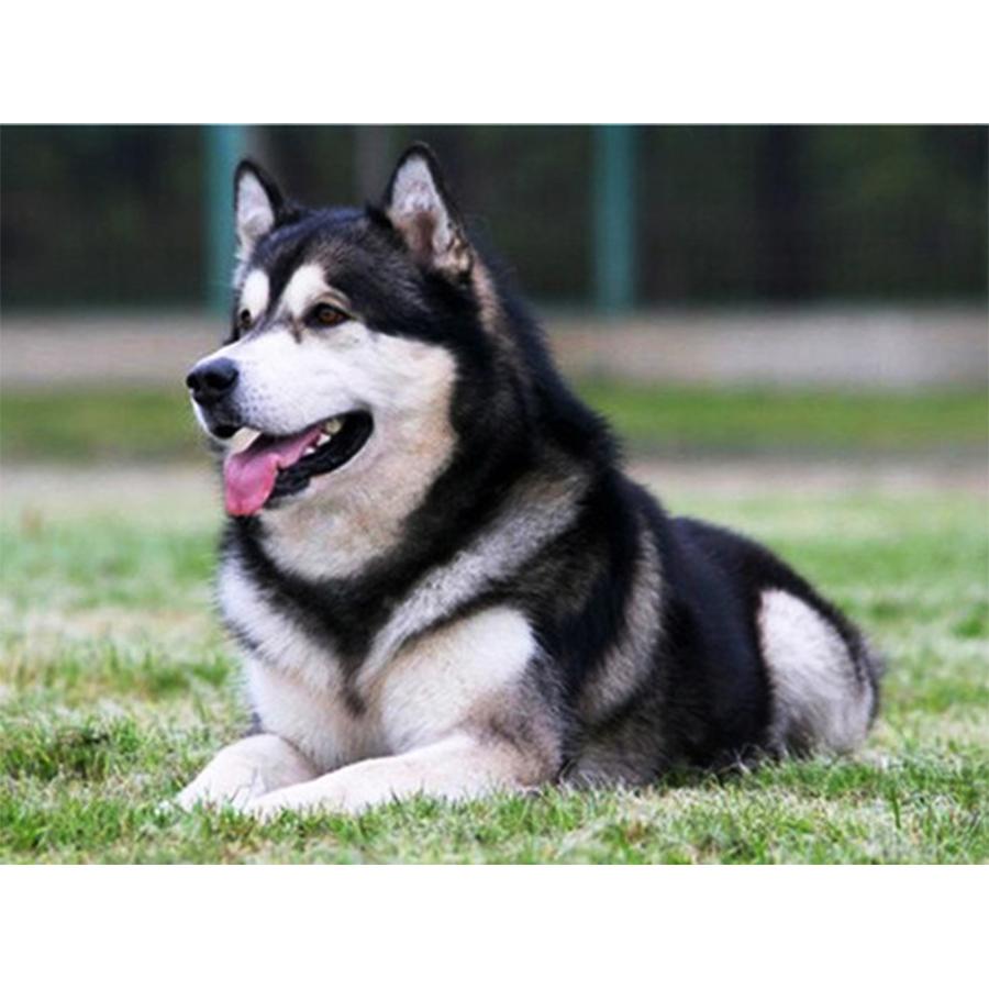 

5D DIY Набор для алмазной живописи Милая собака Фотографии Стразы Алмазная вышивка Пол Мозаика Животное Домашний декор Full Round 30x40cm