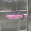 Shell Shaped Betta Fish Spawning Rest Platform With Strong Suction Cup Smooth Surface For Home Aquarium Decor