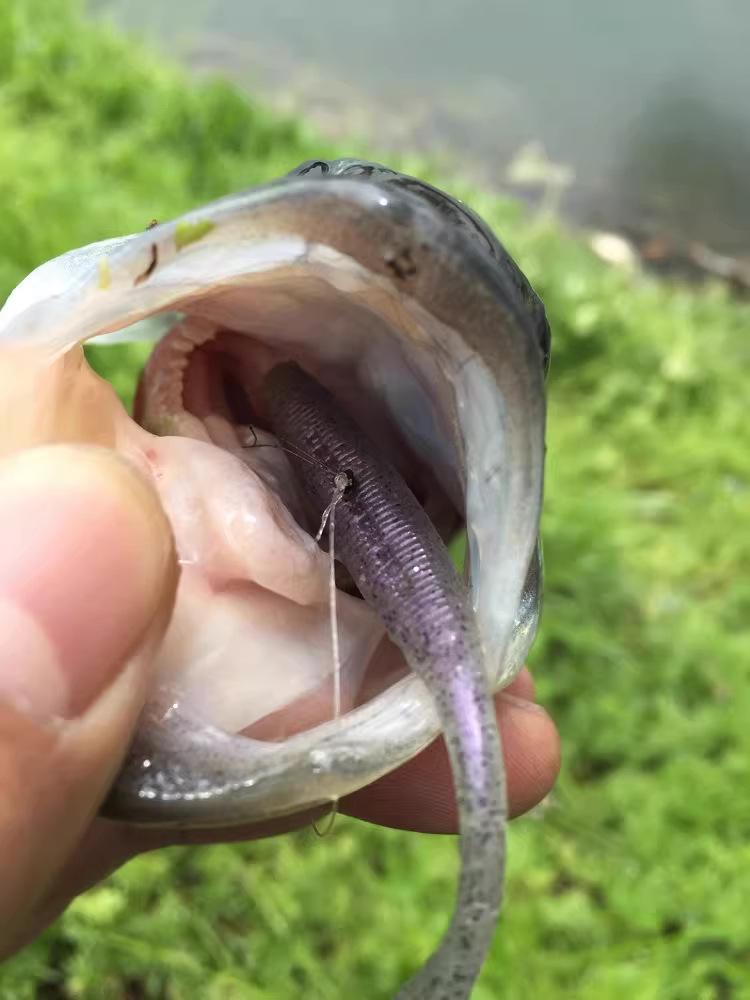 Japanese OSP Wiggle Tail Worm DoliveStick Bass Perch Lure