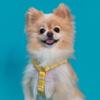 Superpet Dog Cotton Harness, Anti-flip H Type Dog Chest Strap, 100% Pure Cotton, Yellow