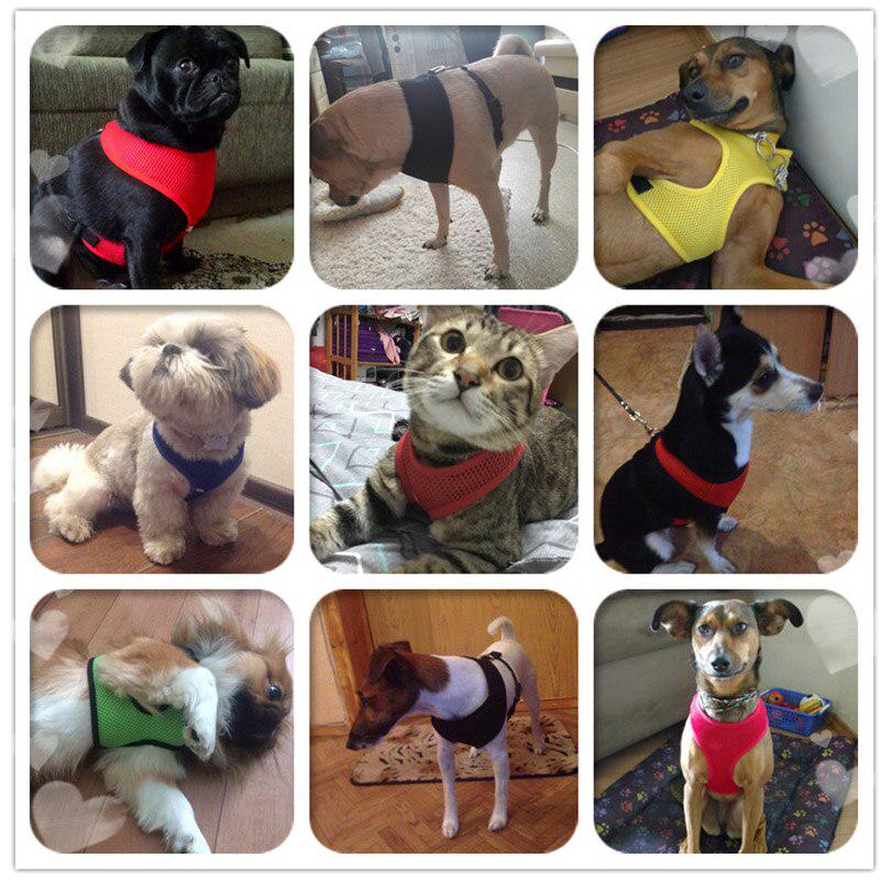 buy dog harness near me