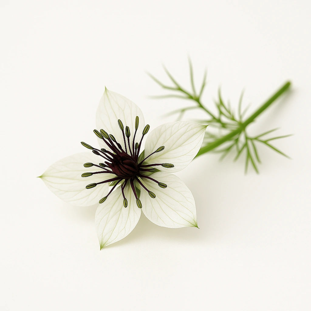

200 Seeds of Spanish Nigella (Nigella hispanica papillosa)