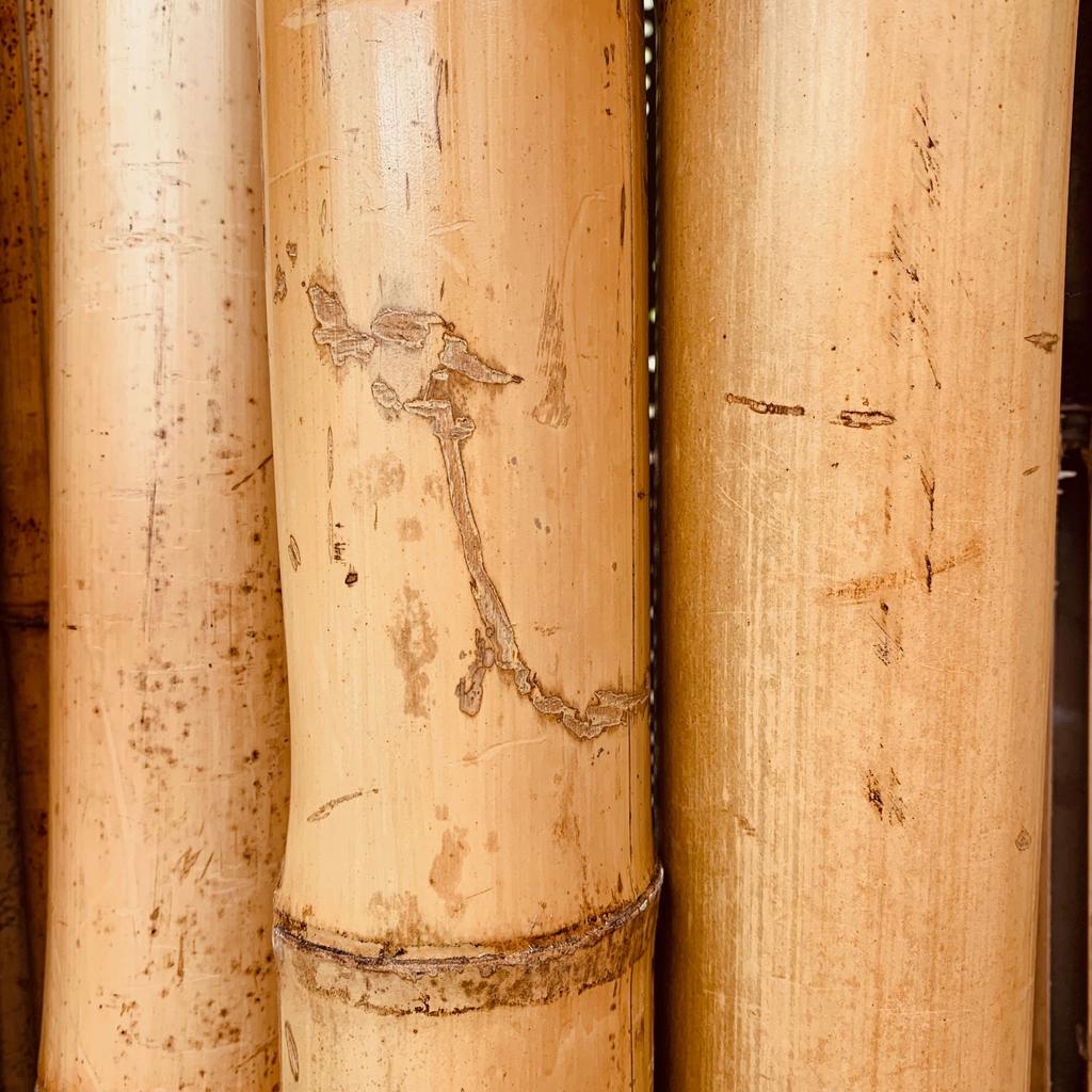BioBamboo Stick bamboo pole 60cm 22-30mm bamboo