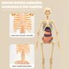 Yousheng Clear Human Body Structure Model Kit 28-Piece Removable Anatomy Figure 3D Assembly Set DIY Human Torso Organ Model for Education And