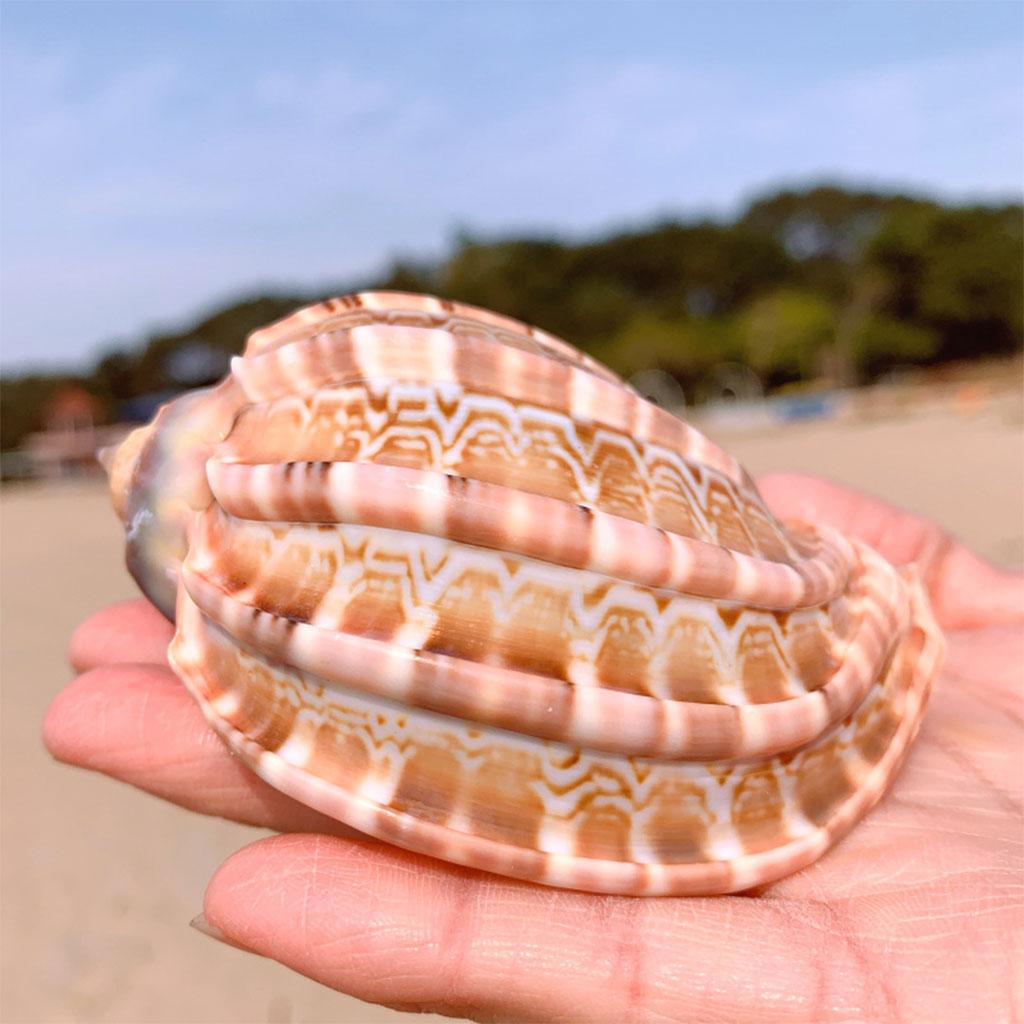 Natürliche Muschel 7-10 cm Große Muscheln Ideal für DIY-Bastelarbeiten Fisch für Aquariendekoration