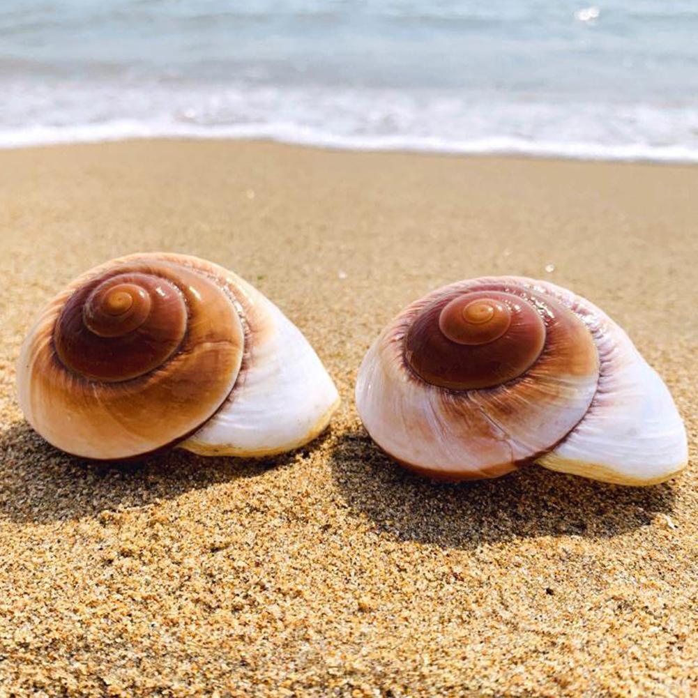 Shell Conch Bread Snail Natural Mediterranean Family Decorations Gifts Aquarium Decorative Christmas Toys Collectibles 5-7c V8Y3
