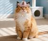 Pet Western Cowboy Hat, British Cowboy Hat Jazz Hat Photo Stage Performance Props Pet Decoration