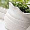 3D Printed Conch Flower Pot Moisture-Resistant Mini Planter with Wavy Edge And Drain