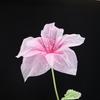 Transparent Silk Silk Yarn Lily Flower 55cm Flower Diameter Wedding Road Lead Flower