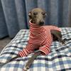 Suéter de rayas rojas de galgo italiano, abrigo de cuello alto Whippet, ropa cálida elástica para mascotas