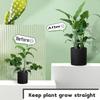 Plant Support Pole, Hippeastrum, Phalaenopsis Flower Climbing Fixed Frame, -toppling Bracket, Support Pole Fixing Tool