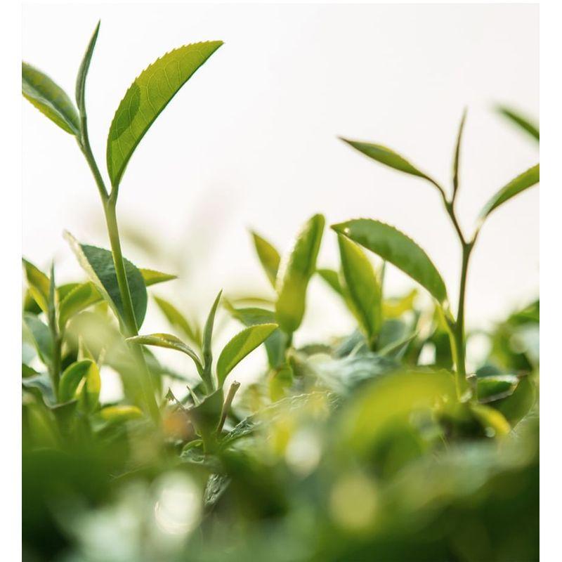 NARD - Therapy Body Oil Gift Set