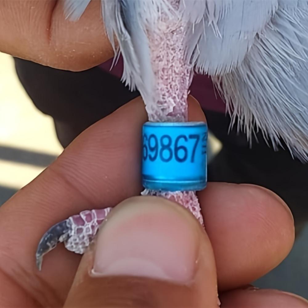 Anelli per Zampe di Piccioni da Corsa Fasce Colorate per Piedi Etichette di Identificazione Forniture per Piccioni Viaggiatori Allenamento