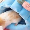 Lovely Small Animal Houses for Hamsters Rabbits And Birds Decorative Homes Pet Nest Breathable Bed