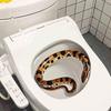 Cartoon Toilet Snake Wall Sticker Toilet Sticker Decoration Bathroom Toilet Toilet Self-Adhesive Painting