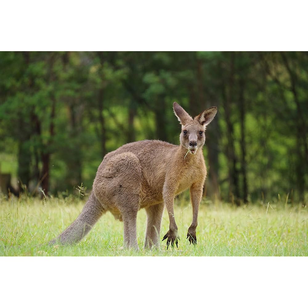 Pentax HD PENTAX-DA 55-300mm F4.5-6.3ED PLM WR RE Τηλεφακός Ζουμ 21277