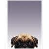 Inquisitive Creatures Pug Poster