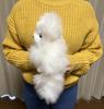 [USED] Alpaca Teddy Bear, 100% Baby Alpaca, Medium Size